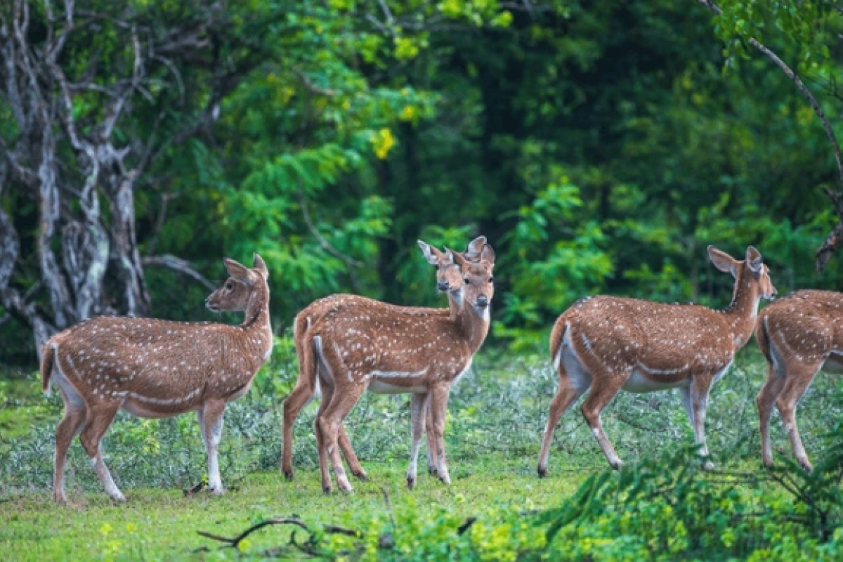 Sri Lanka Wildlife Holiday